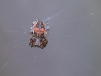 Riteņzirneklis (Larinioides patagiatus)