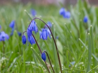 Zilsniedzītes (Scilla)