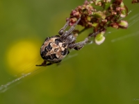 Riteņzirneklis Larinioides cornutus