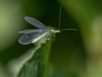 Zeltactiņa