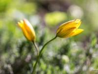 Meža tulpes TULIPA SYLVESTRIS