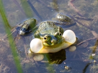 Zaļā varde (Rana esculenta)