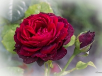 'ASTRID GRAFIN VON HARDENBERG'
