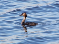 Cekuldūkuris (Podiceps cristatus)