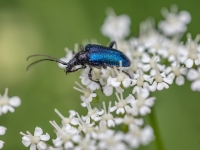 Koksngrauzis Gaurotes virginea