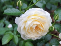 'MARIE ANTOINETTE'