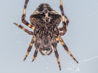 Šķautņainais riteņzirneklis (Araneus angulatus)