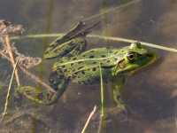 Zaļā varde (Rana esculenta)