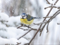 Zilzīlīte (Cyanistes caeruleus)