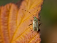 Mīkstblakts Adelphocoris quadripunctatu