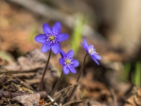Zilā vizbulīte (Hepatica nobilis)