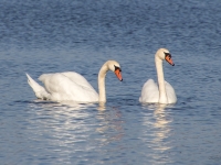 Paugurknābja gulbji (Cygnus olor)