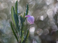 Daudzlapu andromeda  (Andromeda polifolia)