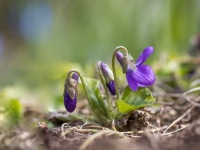 Smaržīgā vijolīte (Viola odorata)