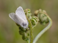 Skābeņu lācītis (Diaphora mendica)