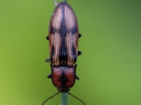 Sprakšķis Selatosomus cruciatus (Selatosomus cruciatus)