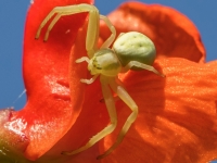 Krabjzirneklis (Misumena vatia)