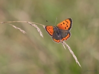 Parastais zeltainītis (Lycaena phlaeas)