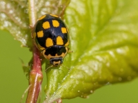 Rakstainā mārīte (Propylea quatuordecimpunctata) 