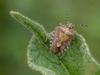 Ogu krūmu vairogblakts (Dolycoris baccarum)