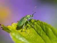 Sudrabzaļais lapu smecernieks (Phyllobius argentatus)