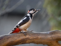 Dižraibais dzenis (Dendrocopos major)