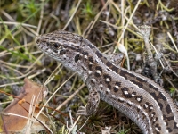 Sila ķirzaka (Lacerta agilis) Īpaši aizsargājama suga!  LV Sarkanajā grāmatā 3. kat.
