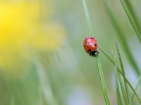 Septiņpunktu mārīte (Coccinella septempunctata)