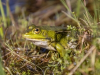 Zaļā varde (Rana esculenta)