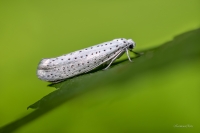 Ievu tīklkode (Yponomeuta evonymella)