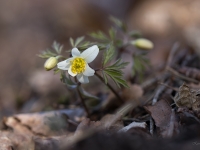 Baltais vizbulis (Anemone nemorosa)
