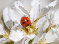Piecpunktu mārīte (Coccinella quinquepunctata)
