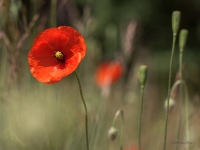 Lauka magone (Papaver dubium)