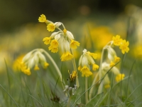 Gaiļbiksīte (Primula veris)