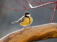 Lielā zīlīte (Parus major)