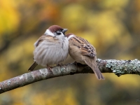 Lauku zvirbuļi (Passer montanus)