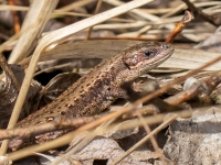 Pļavas ķirzaka (Zootoca vivipara)