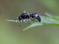 Kameņlapsene Mutilla europaea