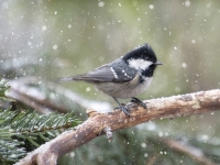Meža zīlīte (Periparus ater)