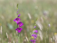 Jumstiņu gladiola (Gladiolus imbricatus). Īpaši aizsargājama suga!  LV Sarkanajā grāmatā 3. kat.