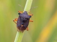 Koku vairogblakts (Pentatoma rufipes)