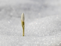 Baltā sniegpulkstenīte (Galanthus nivalis)