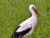 Baltais stārķis (Ciconia ciconia)