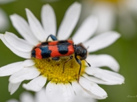 Bišu skudrulītis (Trichodes apiarius)