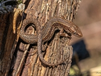 Pļavas ķirzaka (Zootoca vivipara)
