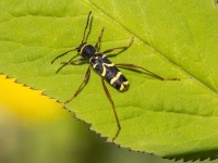 Koksngrauzis Clytus arietis