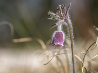 Pļavas silpurene (Pulsatilla pratensis). Īpaši aizsargājama suga.
