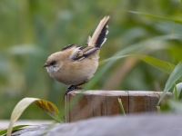 Bārdzīlīte (Panurus biarmicus) Īpaši aizsargājama suga!  LV Sarkanajā grāmatā 3. kat.