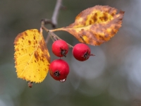 Vilkābele