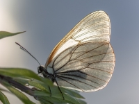 Lapkoku baltenis (Aporia crataegi)
